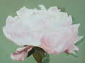 Pivoine-5